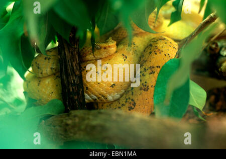 Tintura ciglia vipera cornuta, palm viper, ciglia palm rattlesnakes (Bothrops schlegelii, Bothriechis schlegelii), giacente sul terreno arrotolata Foto Stock