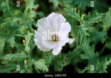 Ruvida Papavero coccolone (Argemone platyceras), fiore Foto Stock