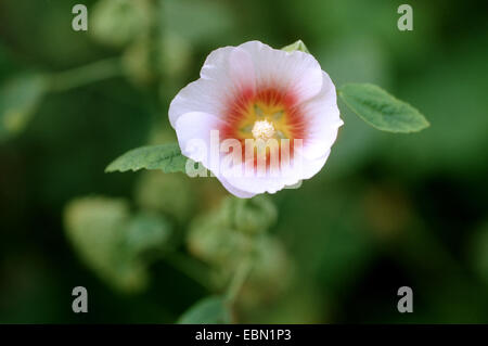 Holly hock, hollyhock (Alcea rosea, Althaea rosea), fiore Foto Stock