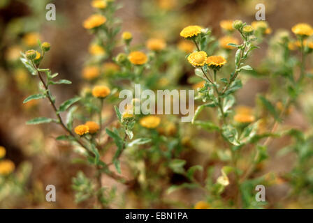 Piccola (fleabane Pulicaria vulgaris), fioritura, Germania Foto Stock