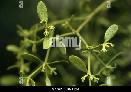 Rosso-berry vischio, bacca rossa vischio (Viscum cruciatum), fioritura Foto Stock