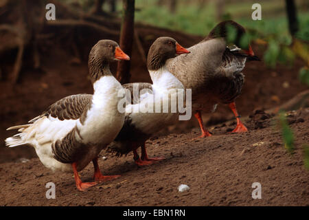 Oca di Pomerania, Ruegener Goose (Anser anser f. domestica), tre oche di Pomerania (chiamato anche "Oche Ruegener'), una gara diventando rari Foto Stock