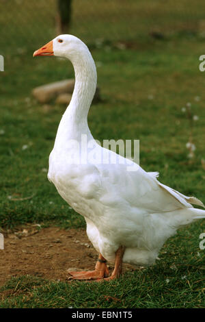 Oca domestica (Anser anser f. domestica), oca Embden in piedi in un prato Foto Stock
