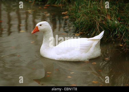 Oca domestica (Anser anser f. domestica), Diepholz Goose per nuotare in un'acqua shore Foto Stock
