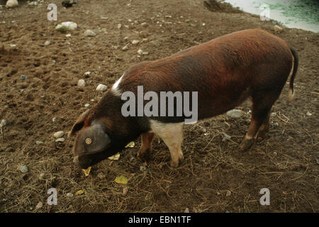 Protesta danese di maiale (Sus scrofa f. domestica), in cerca di cibo su un suolo di terra Foto Stock