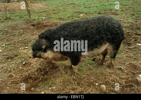 Suini domestici (Sus scrofa f. domestica), di Rondine Mangalitsa panciuto in cerca di cibo in massa di suolo Foto Stock