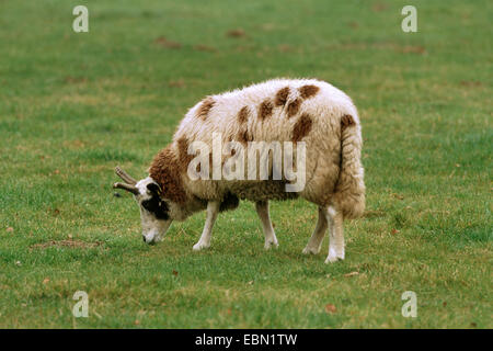Gli animali domestici delle specie ovina (Ovis ammon f. aries), Jacob pecore, membro di un molto presto e rare specie ovina domestica di gara, il pascolo in un prato Foto Stock