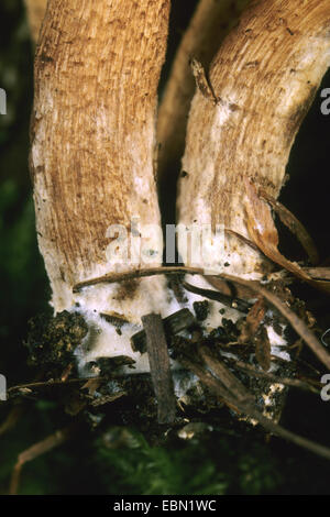 Inguainato, woodtuft Scalycap (Kuehneromyces mutabilis, Galerina mutabilis, Pholiota mutabilis), micelio, Germania Foto Stock