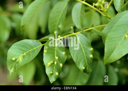 Noce di acaro blister (Eriophyes erinea, Eriophyes tristriatus), in foglie di noce, Germania Foto Stock