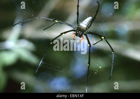 Gigantesco ragno di legno (Nephila maculata), nel suo web Foto Stock