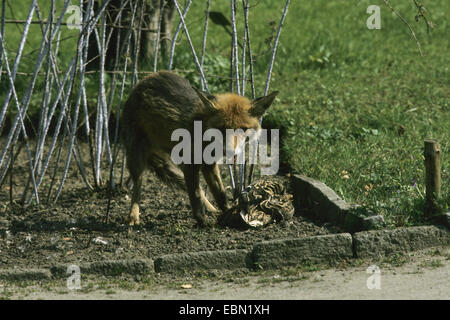 Red Fox (Vulpes vulpes vulpes), con caccia germano reale, Germania Foto Stock