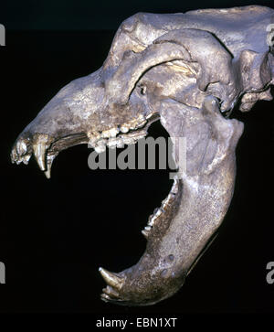 Orso delle Caverne (Ursus spelaeus) il cranio di un orso delle caverne con bocca aperta Foto Stock