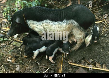 Suini domestici (Sus scrofa f. domestica), mettendo un guinzaglio su sow con suinetti, Indonesia Bali Foto Stock