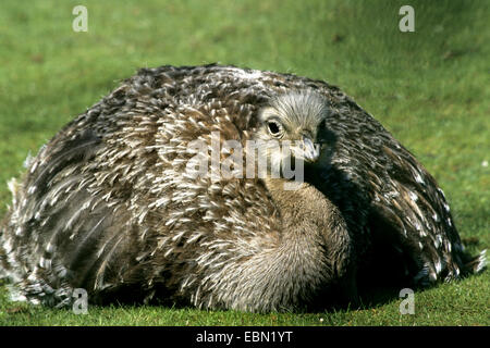 Darwin nandù, Lesser rhea (Pterocnemia pennata), giacente in un prato Foto Stock