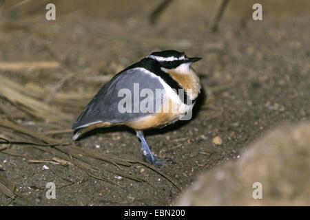 Plover egiziano (Pluvianus aegyptius), seduta sul terreno sabbioso Foto Stock