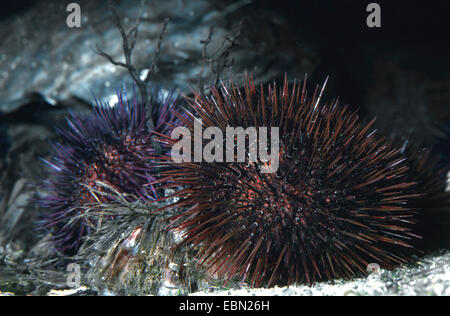 Viola ricci di mare, pietroso ricci di mare, nero urchin (Paracentrotus lividus), sul terreno del mare Foto Stock