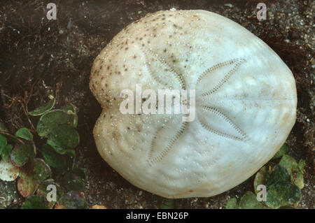 Cuore viola urchin (Spatangus purpureus), sul terreno del mare Foto Stock