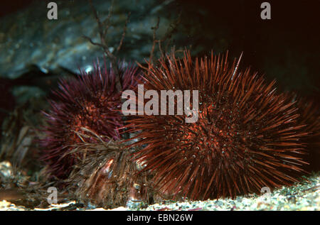 Viola ricci di mare, pietroso ricci di mare, nero urchin (Paracentrotus lividus), sul terreno del mare Foto Stock