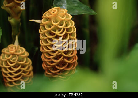 Beehive zenzero (Zingiber spectabile), infiorescenze Foto Stock