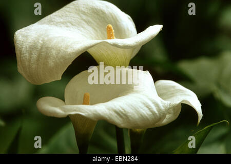 Comune di Calla Lily, Jack in un pulpito, fioraio, calla lily egiziano, Arum Lily (Zantedeschia aethiopica, Calla aethiopica), fioritura Foto Stock