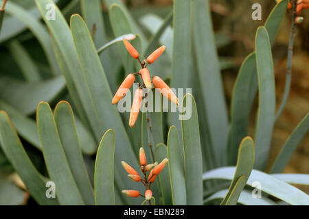 Ventilatore aloe (Aloe plicatilis), fioritura Foto Stock