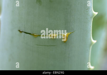 Aloe (Aloe Vera Aloe barbadensis), fresco di linfa di piante a foglia scarified Foto Stock