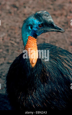 One-wattled casuario, Casuario settentrionale, Single-wattled Casuario, Golden colli (Casuario Casuarius unappendiculatus), ritratto Foto Stock