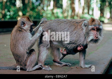 Macachi mangiatori di granchi, Java macaco macaco Longtailed (Macaca fascicularis, Macaca IRU), toelettatura Foto Stock