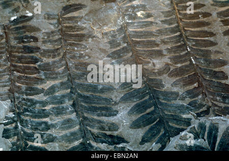 Alethopteris serli, seme fossile di felce, superiore carbonio, Germania, Saarland Foto Stock