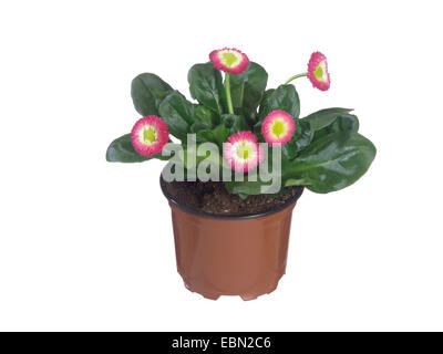 Daisy comune, prato daisy, inglese daisy (Bellis perennis), cultivar di rosso-bianco infiorescenza di fioritura, pianta in vaso Foto Stock