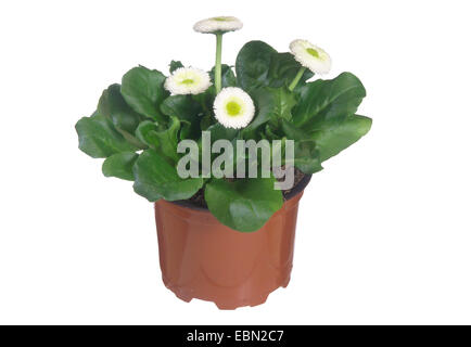 Daisy comune, prato daisy, inglese daisy (Bellis perennis), cultivar bianca con infiorescenze di fioritura, pianta in vaso Foto Stock