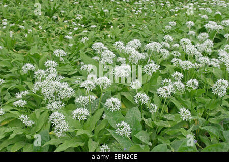 Ramsons (Allium ursinum), fioritura foglie giovani commestibile, Germania Foto Stock