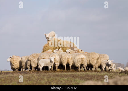 Gli animali domestici delle specie ovina (Ovis ammon f. aries), con gli agnelli sui mangimi, Germania, Schleswig-Holstein, Eiderstedt Foto Stock