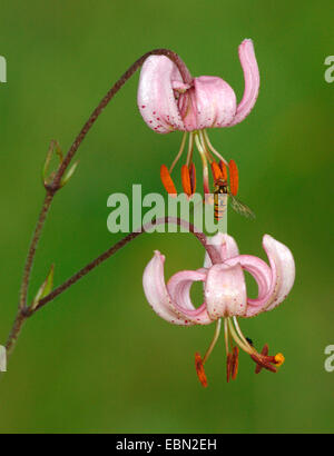 Martagon giglio, viola turk cappuccio del giglio (Lilium martagon), fiori con hover fly, Germania, Hesse Foto Stock