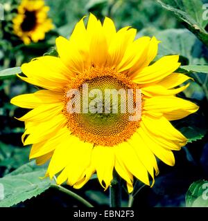 Comune di girasole (Helianthus annuus), infiorescenza, Germania Foto Stock