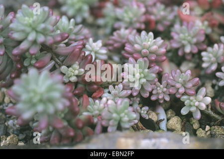 Jelly Bean impianto, carne di maiale e Fagioli (Sedum rubrotinctum "Aurora", Sedum rubrotinctum Aurora, Sedum rubrotinctum x), cultivar Surora Foto Stock