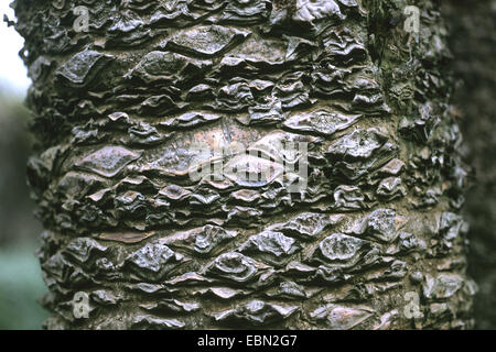 Il sago Palm (Cycas circinalis), trunk Foto Stock