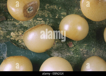 Rusco, macellai broom (Ruscus aculeatus), frutta Foto Stock