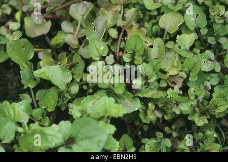 Vero il crescione Nasturtium officinale), foglie, Germania Foto Stock