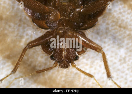 Bedbug, bedbug comune, parete di pidocchio (Lepinotus reticulatus), ritratto dalla parte inferiore Foto Stock