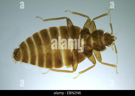 Bedbug, bedbug comune, parete di pidocchio (Lepinotus reticulatus), al microscopio ottico di immagine Foto Stock