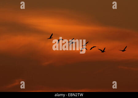 Graylag goose (Anser anser), gli uccelli migratori al mattino cielo in ottobre, Germania Foto Stock