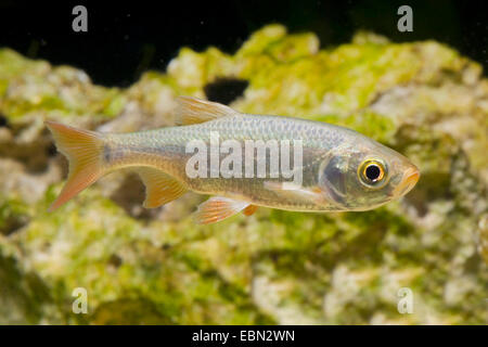 Rudd (Scardinius erythrophthalmus), nuoto, Germania Foto Stock