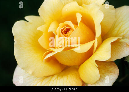 Rosa (Rosa spec.), dettaglio dei fiori, Germania Foto Stock