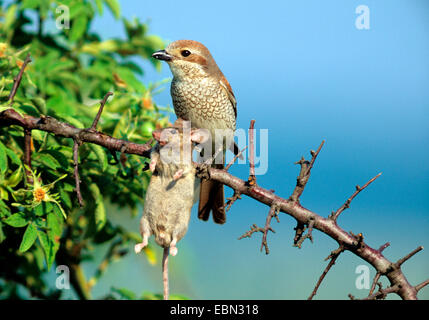 Red-backed shrike (Lanius collurio), con la preda, Germania Foto Stock