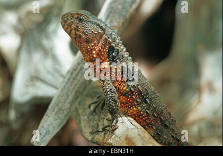 Xenosaur cinese, coccodrillo cinese lizard (Shinisaurus crocodilurus), seduto su un ramo di morti Foto Stock