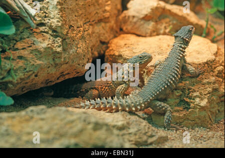 Sungazer, giant cinto lucertola gigante, zonure spinytail gigante lizard (Cordylus giganteus), due rettili seduti insieme tra i sassi Foto Stock