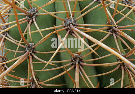 Trichocereus pasacana (Trichocereus pasacana), areols Foto Stock