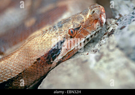 Corto-tailed python, sangue python, breve (Python Python curtus), ritratto sul suolo roccioso Foto Stock