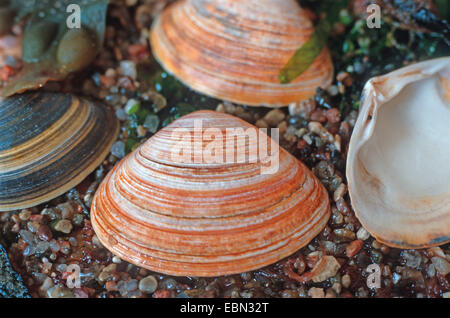 Surfclam spessa, trogolo di spessore shell (Spisula solida) Foto Stock